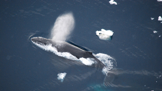 Humpback whales like to winter in Antarctica
It’s possible that young humpback females not pregnant with calves may stay behind in Antarctica to avoid the energy-draining commute to warmer waters.