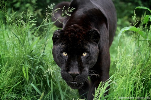 brookshawphotography:A stunning Black Jaguar named Athena at WHF Big Cat Sanctuary…