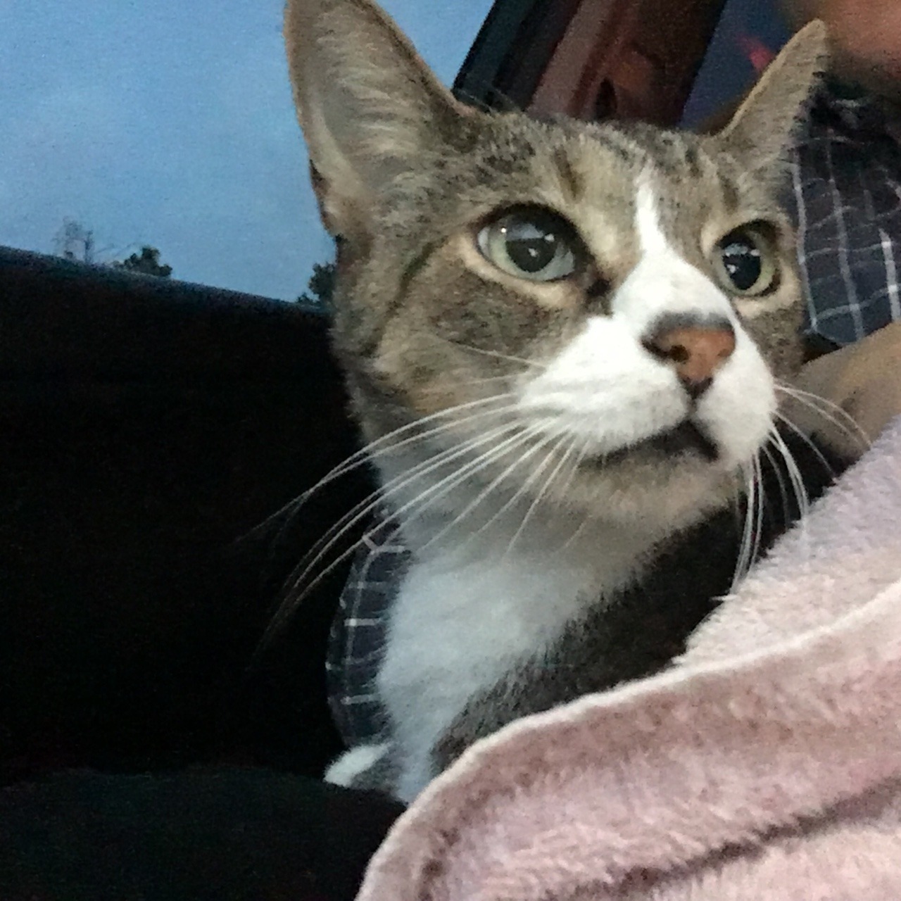 answers:  This is Sylvester. For those of you who aren’t familiar with his story,