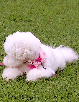 yourpinkpill:Puppy love   JK x Miri