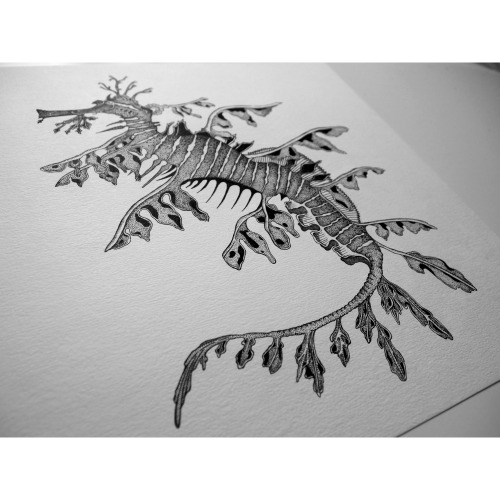 Leafy seadragon, 2015, Micron pen on archival cartridge. Private commission.