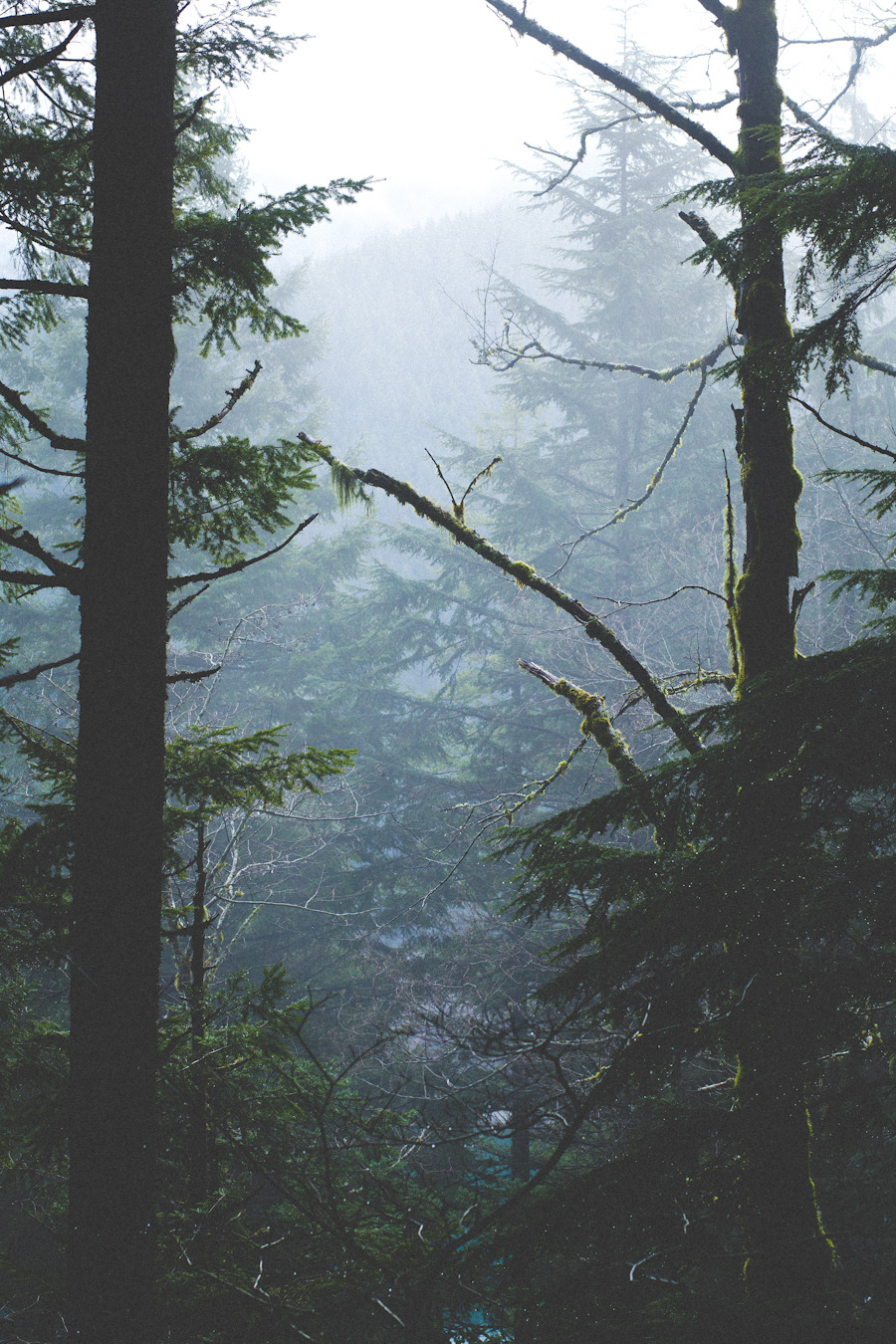 zionawaits:   North Bend, WA Rattlesnake Ledge 