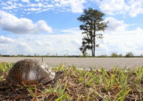 Florida Box Turtle (Terrapene carolina bauri) #herping #florida #nature #wildlife #fieldherping #wil
