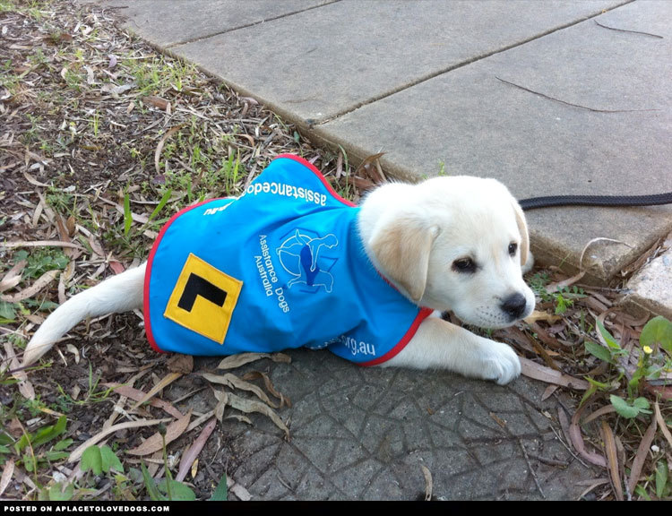 aplacetolovedogs:  Adorable Guide Dog In Training  Cute little puppy Jacob, the