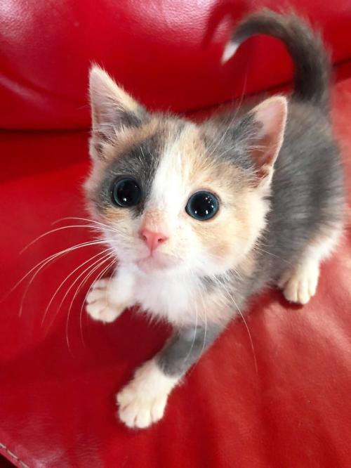 awwww-cute:I may or may not have a favorite foster kitten (Source: https://ift.tt/2JkNWId)