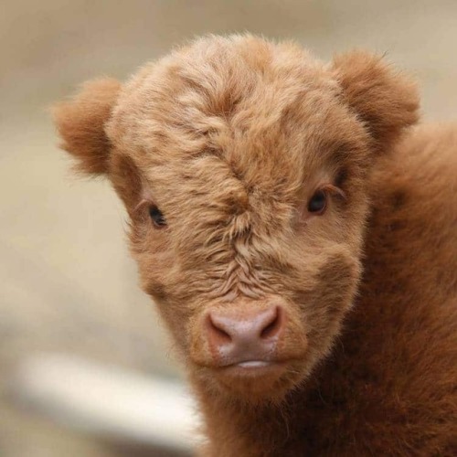 josuke-kujo:mymodernmet:Adorable Highland Cattle Calves Are the World’s Cuddliest Little Cows@donutd