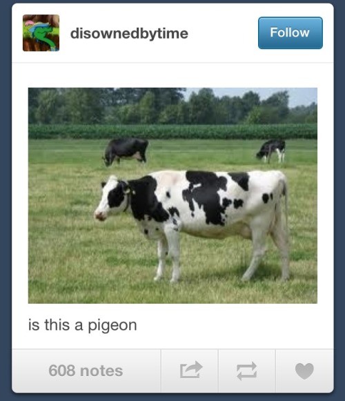 riderunlive: today on tumblr: what is cow