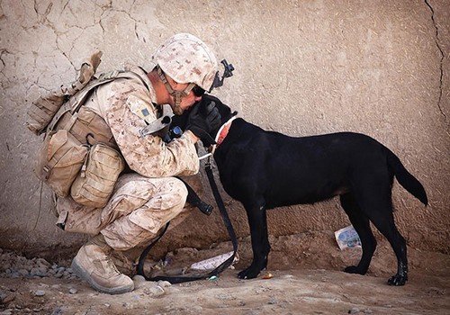 wonderous-world:  Canines With a Cause (CWAC) is a not-for-profit organization devoted