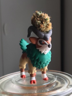 infjenn: Gogoat is on the way with a special