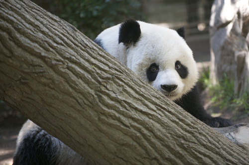 fuckyeahgiantpanda:  Gao Gao at the San Diego Zoo, California, on November 4, 2012. © Rita Petita. 