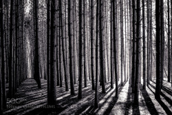 thubakabra:  Pine Grove by Chrisd999 http://500px.com/photo/137911641