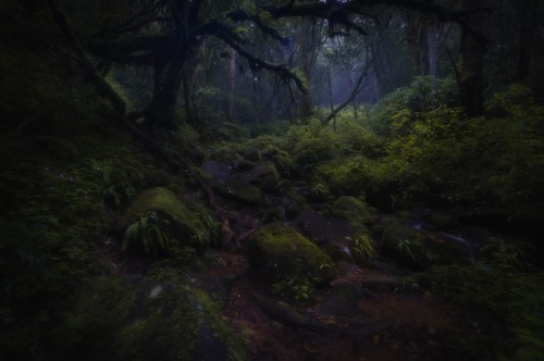 sweetd3lights:   All rights reserved  by Thomas McWilliam