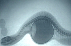 brainsx:  X-ray of a snake swallowing an egg 