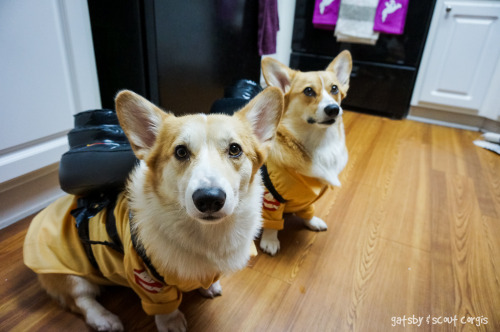 utf2005:gatsbyadventures:Who you gonna call?Corgbusters!Ray, when someone asks if you’re a dog, you 
