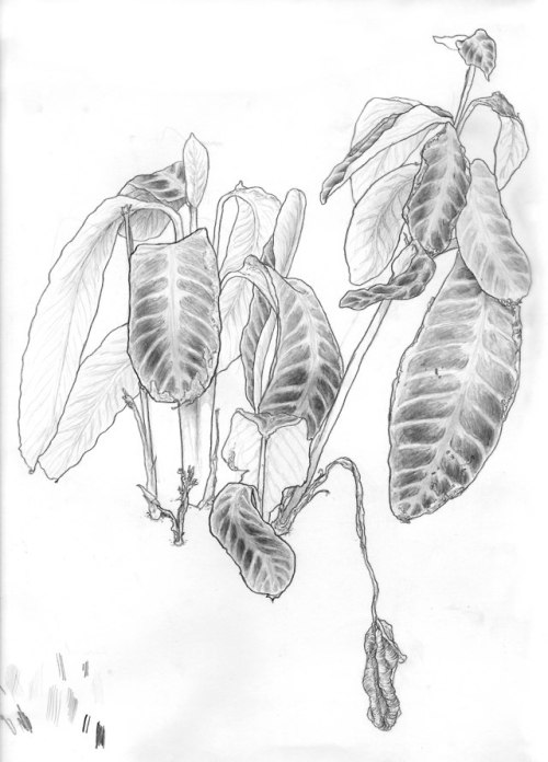 Calathea warscewiczii, 2017Plant studyA4Pencil on paper