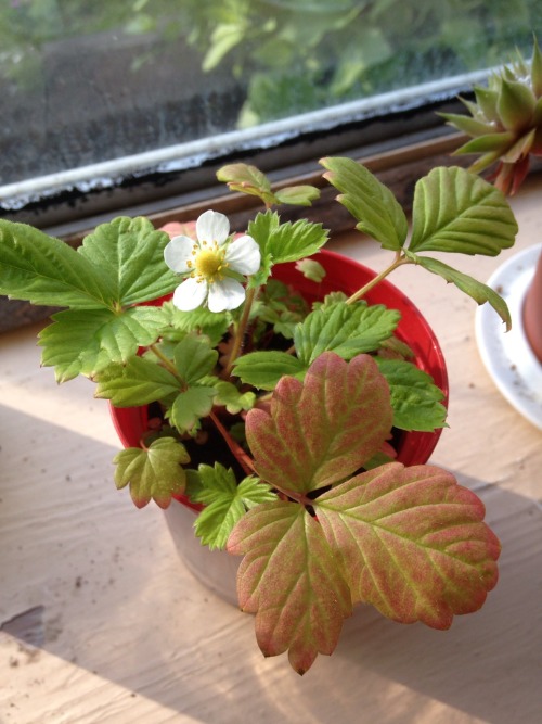 Porn Pics ohstephyy:  strawberry plant has blossomed!!!!