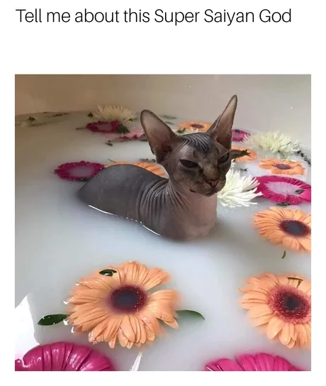 B-Beerus-Sama!