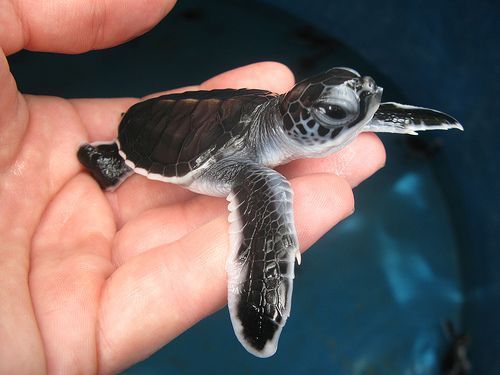 pardonmewhileipanic:the-nerdy-curvy-feminist:end0skeletal:This has been a baby turtle (and tortoise)