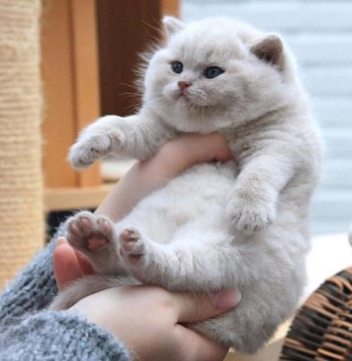 neophyte-redglare:coolcatgroup:cuteness–overload:fatty boyeSource: bit.ly/2NgysEQThat i