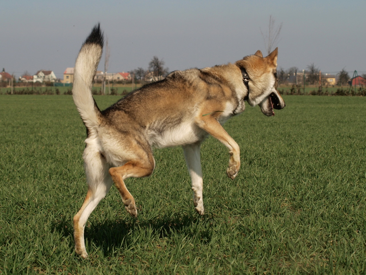 the-little-wolfdog:  catching mud balls. wolfdogs are so graceful…