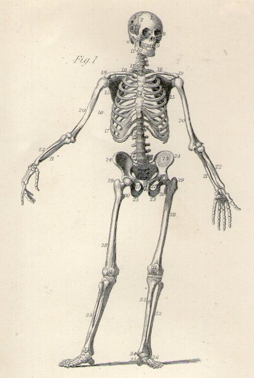 michaelmoonsbookshop: Human Skeleton -  Illustration from an 1881 encyclopaedia [Sold]