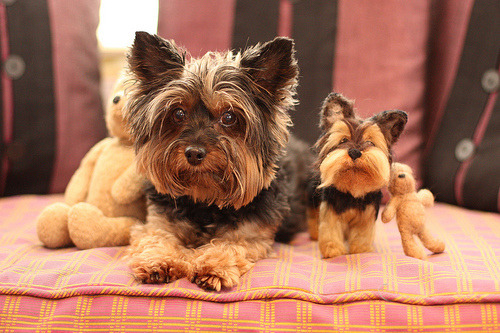 lolsofunny: lolzpicx:  Dogs and Cats have Doppelgängers too  lol