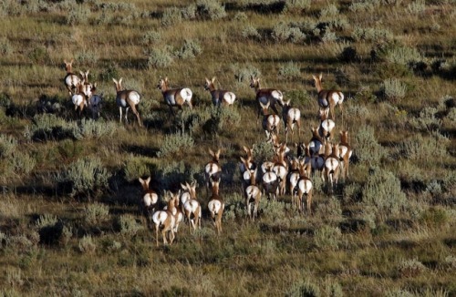 wapiti3 - pronghorn (Antilocapra americana)The pronghorn...