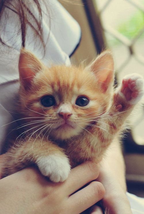 “The only joy in the world is to begin.”