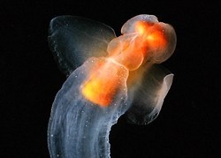 for-science-sake:  The Sea Angel (Gymnosomata) Is a group of sea slug that grow no larger than 5cm. These obscure little creatures are found in a wide range of habitats from polar to tropical regions of the sea.  
