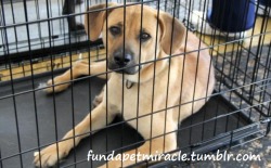 fundapetmiracle:  NEW!  Please reblog Buddy so he can be vetted and on his way to a forever home :) Buddy is a 6 month old lab mix, cute as can be, that came in to Animal Aid Vermilion Rescue after being found running the streets of Lafayette, Louisiana. 