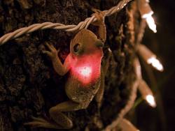 &ldquo;This little Cuban tree frog made a meal out of a Christmas light in southern Florida. Photographer James Snyder found this little guy in his back yard and initially thought he was dead. After taking a couple photos, Snyder was able to safely pull