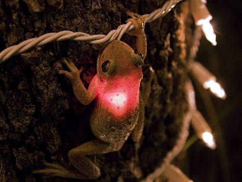 “This little Cuban tree frog made a meal out of a Christmas light in southern Florida. Photographer James Snyder found this little guy in his back yard and initially thought he was dead. After taking a couple photos, Snyder was able to safely pull