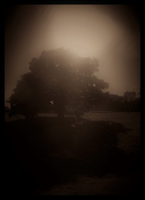 stonelantern, summer sun (oak tree), 2017