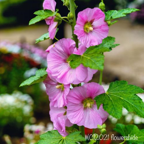 #flowers #flower #flowerlovers #花 #花が好きな人と繋がりたい #花好きな人と繋がりたい #写真好きな人と繋がりたい #beautifulflowers #su