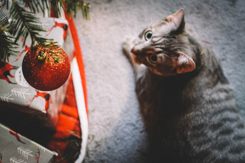 Kitten likes her new catnip toy :’))