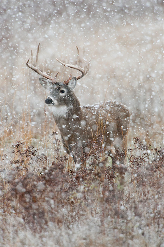 nubbsgalore:  whitetailed stag in winter, photographed by (click pic) david stephens,