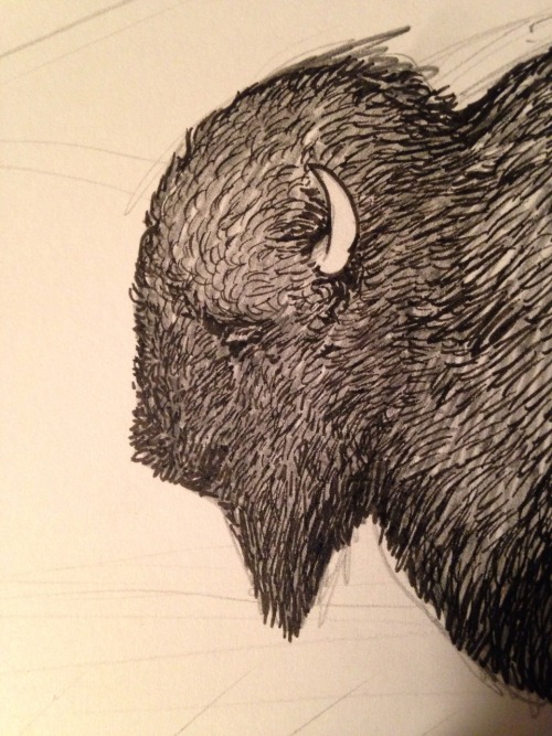 Buffalo babe. In progress.