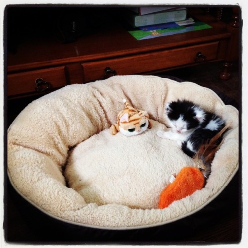 theoreocat: Oreo and his carrot