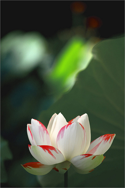 Lotus flower petal shape