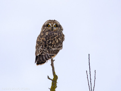 Snagged! by Doug Scobel Short-eared Owl, adultAsio flammeus Caught this shortie perched on a small s