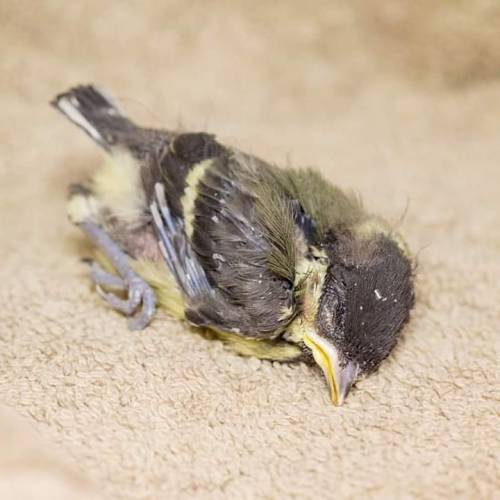 This great tit was not in a good way when it arrived at the centre. Sadly, the nest box its parents 