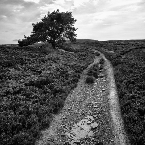 Across the MoorsNorth Pennines. UK