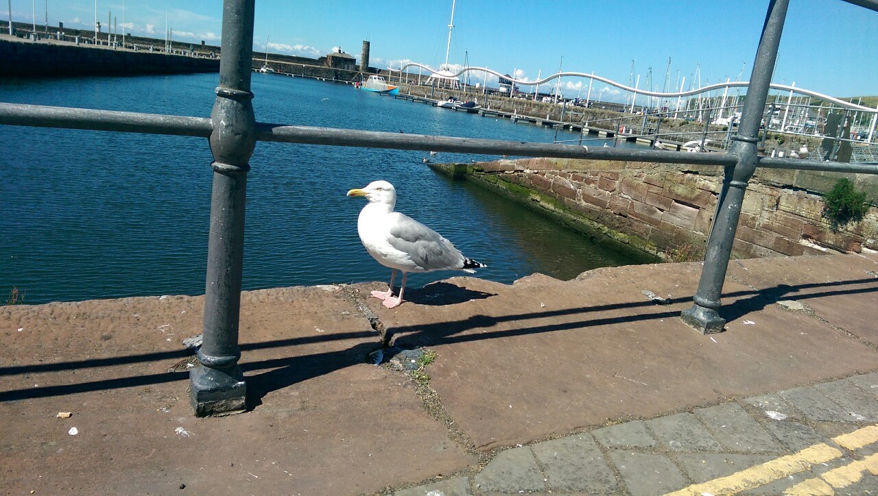 Hungry seagulls greedily watches me eat my pie&hellip;