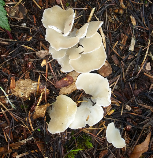 found a big cluster of cats tongue fungus the other day!! Pseudohydnum gelatinosum ( also called too