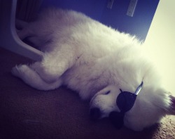 skookumthesamoyed:  Just a cool dog doing