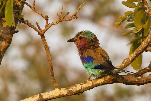 Golden light, fluffy roller by Wild Dogger on Flickr.