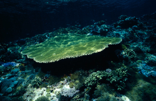 thelovelyseas:  A coral reef of Plate and Staghorn coral beneath a rainforest island by Jason Edwards
