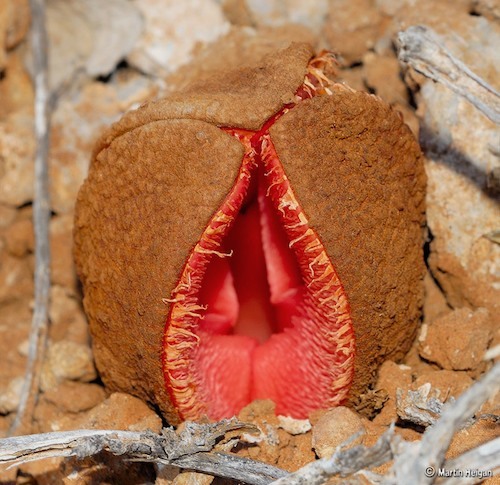 jibblyuniverse:  sixpenceee:  Hydnora africana is fleshy flower that is found in southern Africa, is known for having the appearance of female genitalia. It smells like feces. This is effective as it given that the pollinator of choice is the dung beetle.