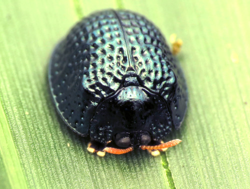 onenicebugperday:Palmetto tortoise beetle, Hemisphaerota cyanea, Chrysomelidae, adults and