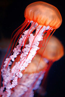 mooonjellies:    AJay Dongol   